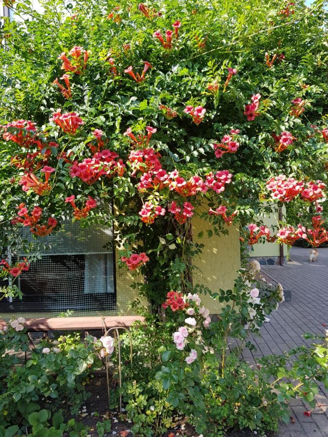 Vila Florena Garden 帕兰加 外观 照片